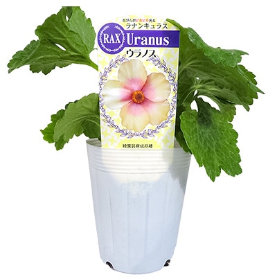 ラナンキュラス ラックス アウラ 種 タネ 球根 苗の通販はサカタのタネ オンラインショップ