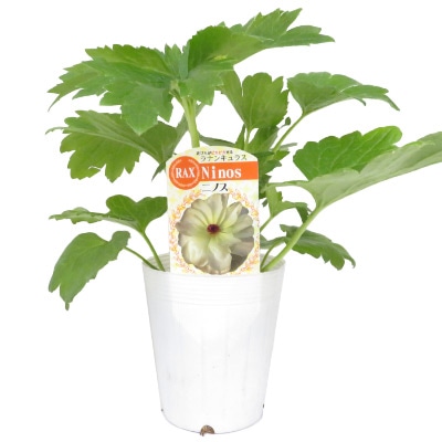 ラナンキュラス ラックス アウラ 種 タネ 球根 苗の通販はサカタのタネ オンラインショップ