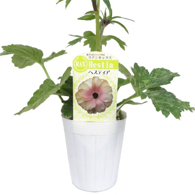 色々な ラナンキュラスラックス７種チャチャ様ご確認 植物 観葉植物 Gramon Com Py